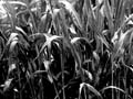 images/art/19.jpg