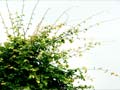 images/nature/19.jpg