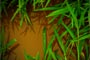 The Red Soil, available at many parts of India is highly productive & cultivable.