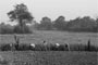 Family members work to clean dry grassland, for the start of next crop.