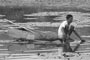 A worker/owner inspects the pond for Indian water chestnut produce.